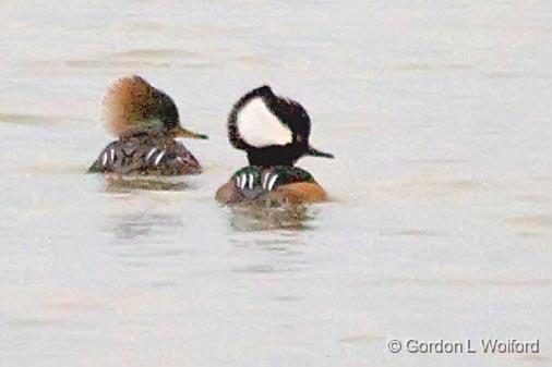 Hooded Mergansers_34321crop.jpg - (Lophodytes cucullatus)Admittedly very poor image quality, but this was the first time I've ever seenthis species. Crop is almost 100% view with high ISO, but I still like their pose.Photographed at the Magic Ridge Bird Sanctuary on the Gulf coast near Port Lavaca, Texas, USA.